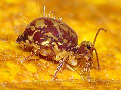 Globular Springtail